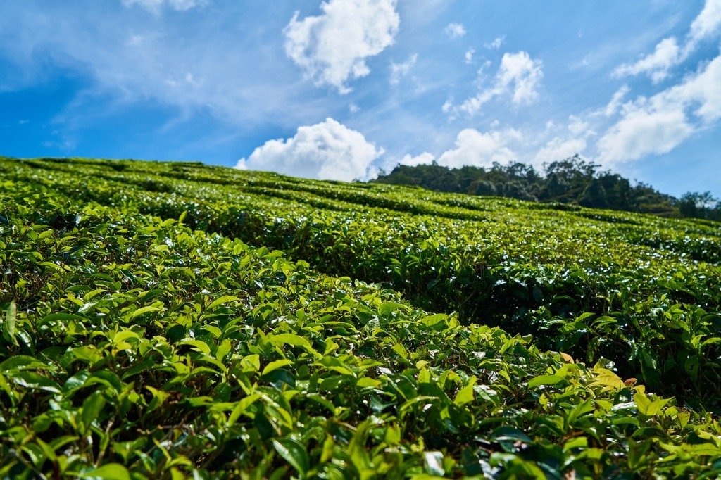Bir Tea Gardens